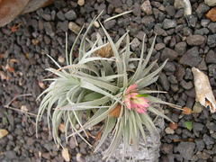 Tillandsia mauryana