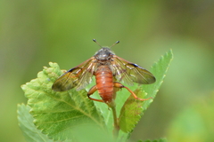 Trichiosoma triangulum