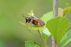 Trichiosoma triangulum