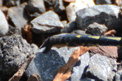 Phanogomphus spicatus