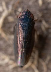 Deltocephalini