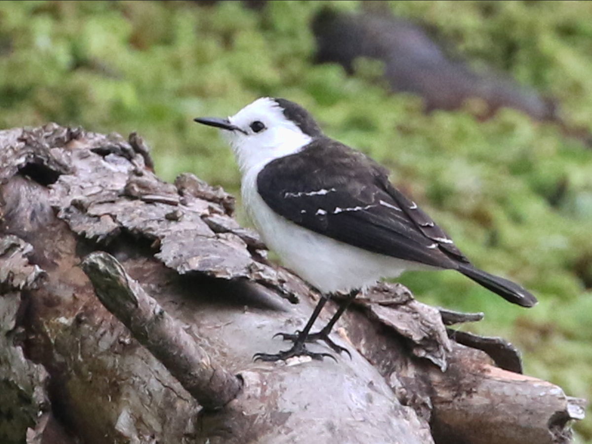Black-backed Water-Tyrant (Fluvicola albiventer)