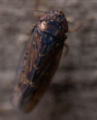 Deltocephalini