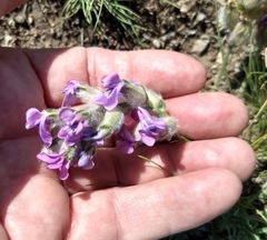 Oxytropis lambertii