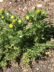 Matricaria discoidea