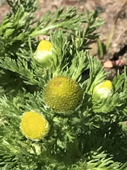 Matricaria discoidea