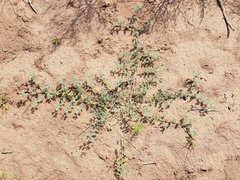 Dalea lanata terminalis