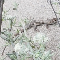 Psammodromus edwarsianus