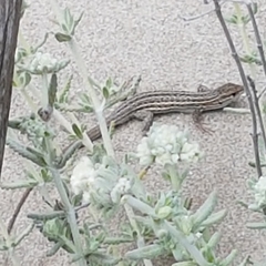 Psammodromus edwarsianus
