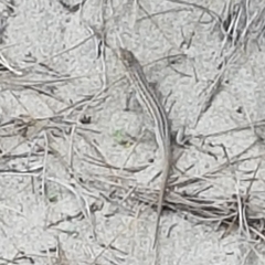Psammodromus edwarsianus