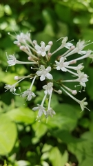 Valeriana pauciflora