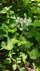 Valeriana pauciflora