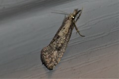 Acrolophus mortipennella