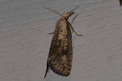 Acrolophus mortipennella