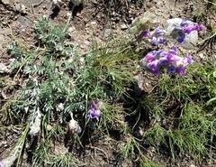 Oxytropis lambertii