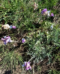 Oxytropis lambertii