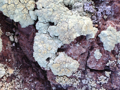 Protoparmeliopsis pinguis