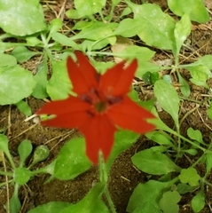 Silene rotundifolia