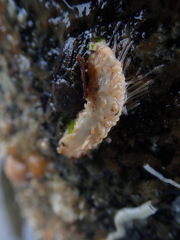 Eupentacta quinquesemita