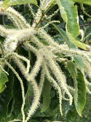 Aruncus
