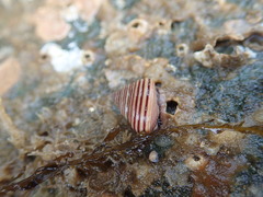 Calliostoma canaliculatum