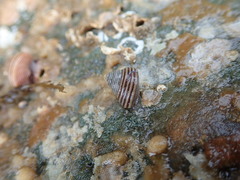 Calliostoma canaliculatum