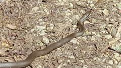 Coluber constrictor latrunculus