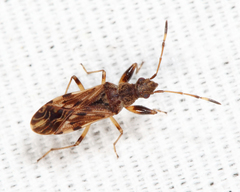 Neopamera albocincta