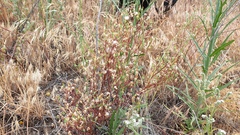 Malacothrix clevelandii
