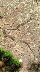 Coluber constrictor latrunculus