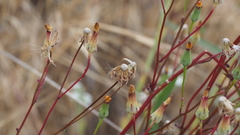 Malacothrix clevelandii