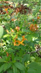 Rhododendron cumberlandense