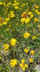 Lotus corniculatus