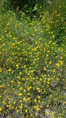 Lotus corniculatus