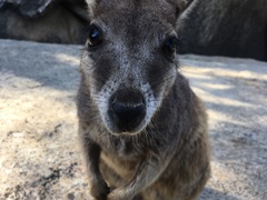Petrogale mareeba