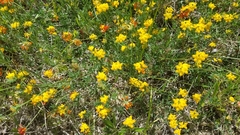 Lotus corniculatus