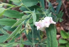 Lathyrus lanszwertii
