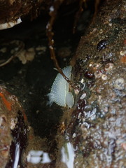 Acanthodoris hudsoni
