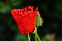 Papaver umbonatum