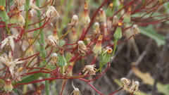 Malacothrix clevelandii