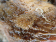 Boltenia villosa