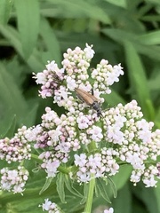 Trachysida mutabilis