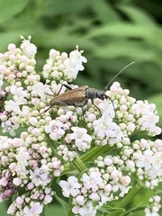 Trachysida mutabilis