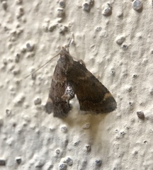 Hypsopygia phoezalis