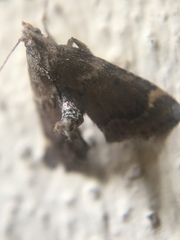 Hypsopygia phoezalis