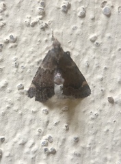 Hypsopygia phoezalis