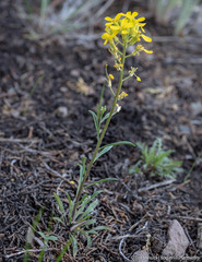 Erysimum perenne