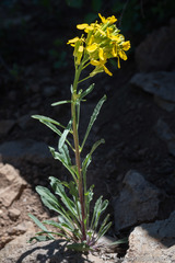 Erysimum perenne