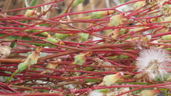 Malacothrix clevelandii