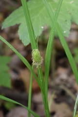 Carex squarrosa